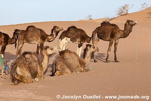 Rando dans l'Erg Sahel - Maroc