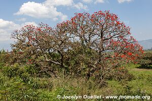 Lac Kyaninga - Ouganda