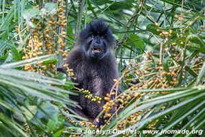 Bigodi Wetland Sanctuary - Ouganda