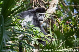 Bigodi Wetland Sanctuary - Ouganda