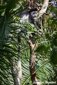 Bigodi Wetland Sanctuary - Uganda