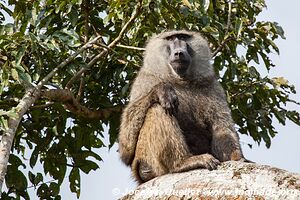 Bigodi Wetland Sanctuary - Ouganda