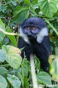 Bigodi Wetland Sanctuary - Uganda