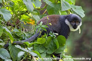 Bigodi Wetland Sanctuary - Uganda