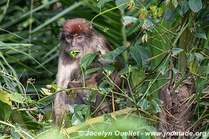 Bigodi Wetland Sanctuary - Uganda