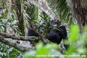 Parc national de Kibale - Ouganda