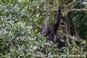 Parc national de Kibale - Ouganda