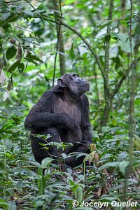 Parc national de Kibale - Ouganda