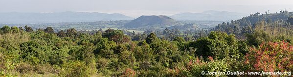 Forêt impénétrable de Bwindi - Ouganda