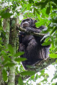 Parc national de Kibale - Ouganda