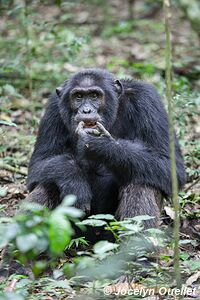 Parc national de Kibale - Ouganda