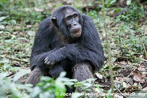 Parc national de Kibale - Ouganda