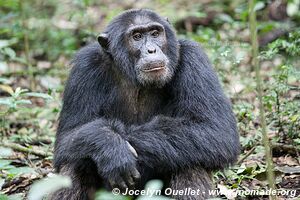 Kibale National Park - Uganda