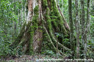 Parc national de Kibale - Ouganda