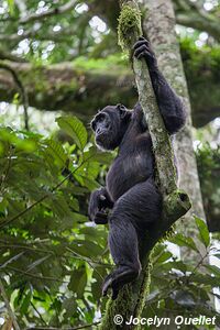 Parc national de Kibale - Ouganda