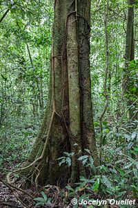 Parc national de Kibale - Ouganda