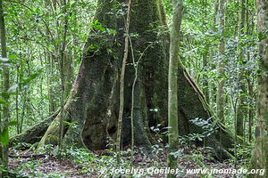 Parc national de Kibale - Ouganda