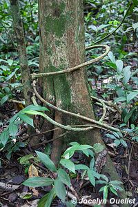 Kibale National Park - Uganda