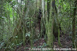 Parc national de Kibale - Ouganda