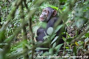 Parc national de Kibale - Ouganda