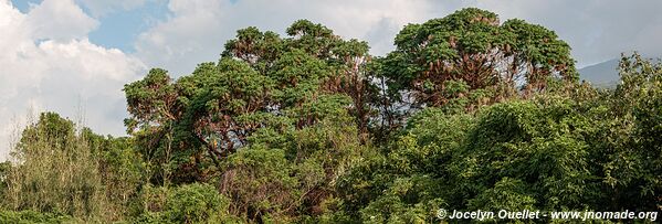  Bwindi Impenetrable Forest - Uganda