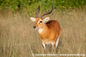 Queen Elizabeth National Park - Uganda