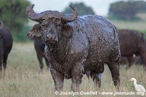 Parc national Queen Elizabeth - Ouganda