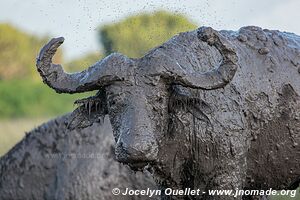 Parc national Queen Elizabeth - Ouganda