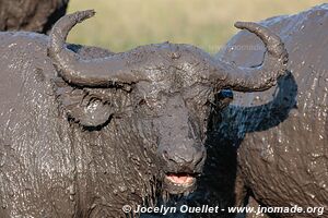 Queen Elizabeth National Park - Uganda