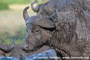 Queen Elizabeth National Park - Uganda