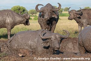 Parc national Queen Elizabeth - Ouganda