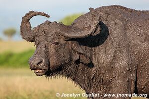 Parc national Queen Elizabeth - Ouganda