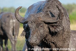 Queen Elizabeth National Park - Uganda