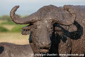 Queen Elizabeth National Park - Uganda