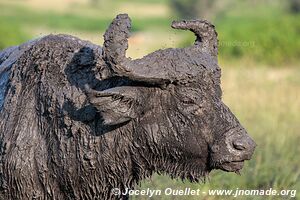 Parc national Queen Elizabeth - Ouganda