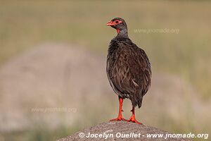 Queen Elizabeth National Park - Uganda