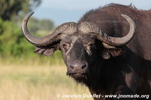 Queen Elizabeth National Park - Uganda