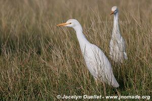 Parc national Queen Elizabeth - Ouganda