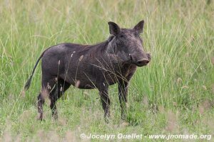 Parc national Queen Elizabeth - Ouganda