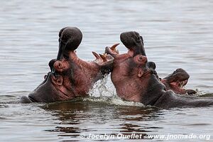 Parc national Queen Elizabeth - Ouganda