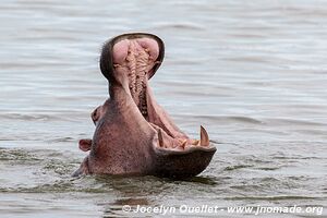 Parc national Queen Elizabeth - Ouganda