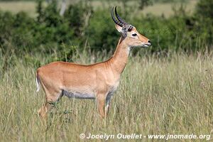 Parc national Queen Elizabeth - Ouganda