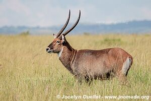 Parc national Queen Elizabeth - Ouganda