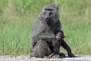 Parc national Queen Elizabeth - Ouganda