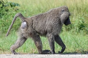 Queen Elizabeth National Park - Uganda