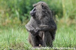 Parc national Queen Elizabeth - Ouganda