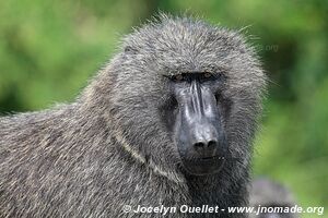 Queen Elizabeth National Park - Uganda