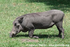 Queen Elizabeth National Park - Uganda