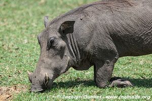 Queen Elizabeth National Park - Uganda