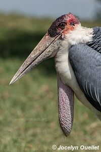 Parc national Queen Elizabeth - Ouganda